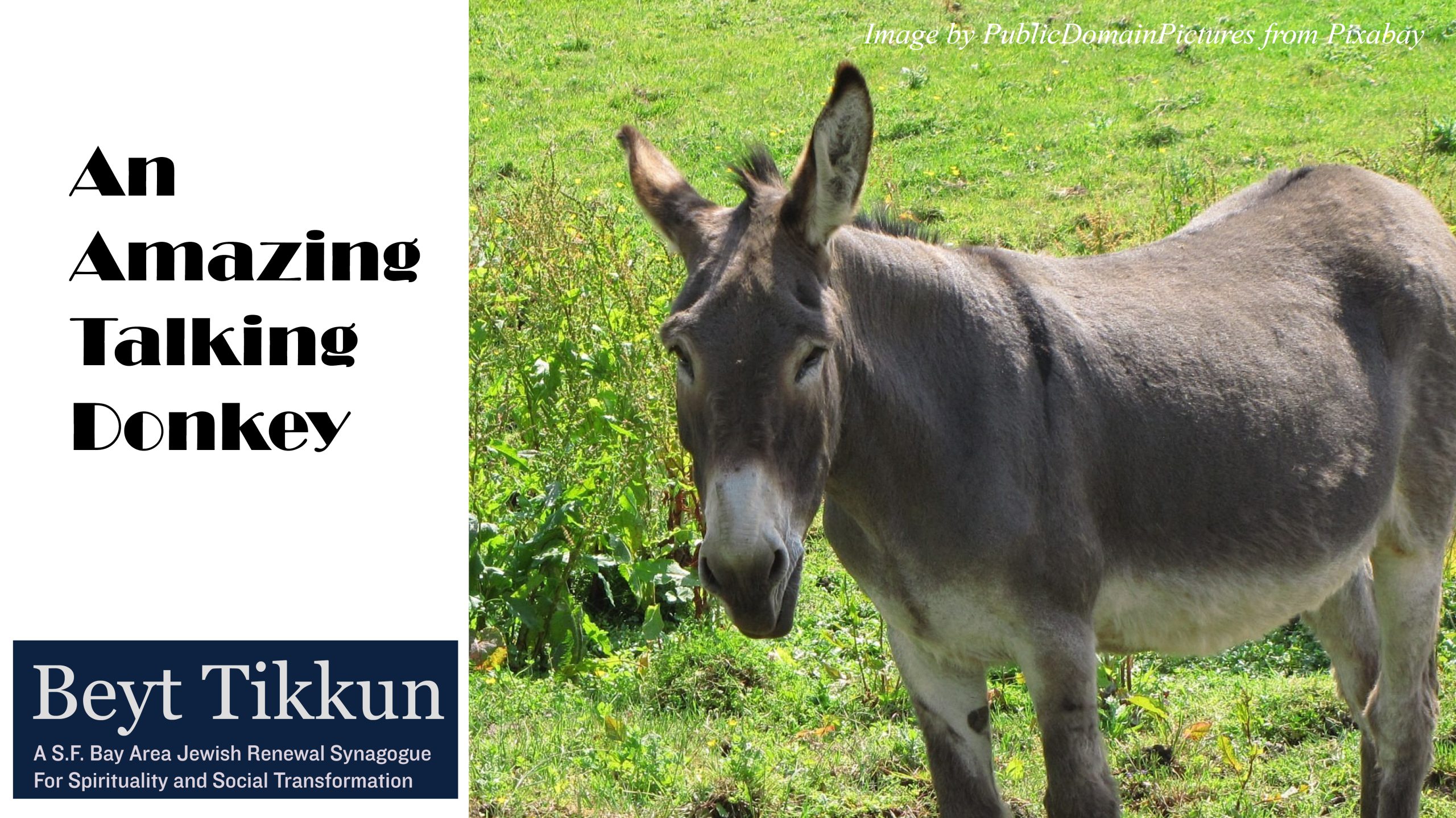 An Amazing Talking Donkey - Chukat-Balak